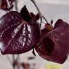 Ruby Falls Redbud #7 - Image 3